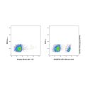 CD19 Mouse mAb