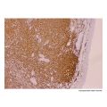 Recombinant CD45 Antibody