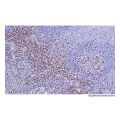 Recombinant CD45RO Antibody