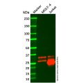 CD99 Mouse mAb