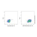 CD53 Mouse mAb