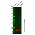 Recombinant Myoglobin Antibody