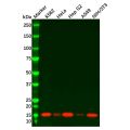 Recombinant Cystatin C Antibody