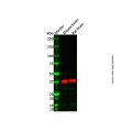 Recombinant Haptoglobin Antibody
