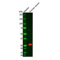Recombinant Kappa Light Chain Antibody