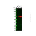Recombinant 12 Lipoxygenase/ALOX12 Antibody