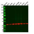 Recombinant 14-3-3 alpha/beta Antibody