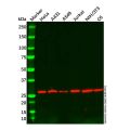 14-3-3 eta/YWHAH Mouse mAb
