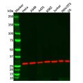 Recombinant 14-3-3 gamma/YWHAG Antibody