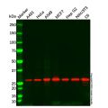 14-3-3 sigma/SFN Antibody