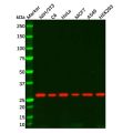 Recombinant 14-3-3 theta Antibody