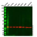 14-3-3 zeta Mouse mAb