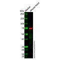 15 Lipoxygenase 1/ALOX15 Antibody