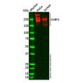 53BP1 Antibody