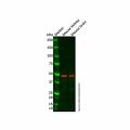5HT2A Receptor Antibody
