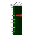 Recombinant 5T4 Antibody