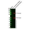 Recombinant His tag Antibody