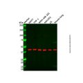 AADACL1 Antibody