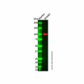 AASS Antibody