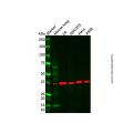 ABHD6 Antibody