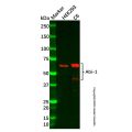 Abi-1 Antibody