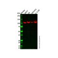 AC5 Antibody