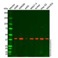 ACAT1 Antibody