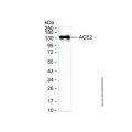 ACE2 Mouse mAb