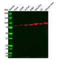 Recombinant Aconitase 2 Antibody
