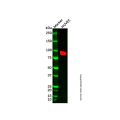 ACOX2 Antibody
