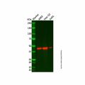 ACY1 Antibody