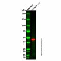 Acyl-CoA Thioesterase 9 Antibody