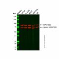 ADAMTS15 Antibody