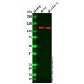 ADAMTS6 Antibody