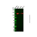 ADAMTSL4 Antibody