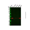 ADAT3 Antibody