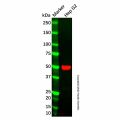 Perilipin 2 Mouse mAb
