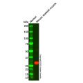 Adiponectin Mouse mAb