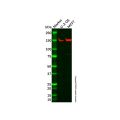 ADNP Antibody