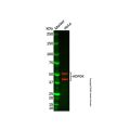 ADPGK Antibody