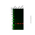 AGPAT1 Antibody