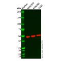 Recombinant AHA1 Antibody