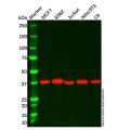 AIBZIP Mouse mAb