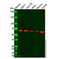 AIF Mouse mAb