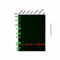 Recombinant AKAP14 Antibody