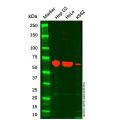 Albumin Mouse mAb