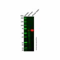 Aldehyde dehydrogenase 10 Mouse mAb