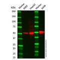 ALDH1A1 Mouse mAb