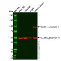Recombinant ALDH1L1 Antibody