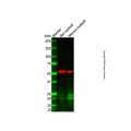 ALDH3A1 Antibody